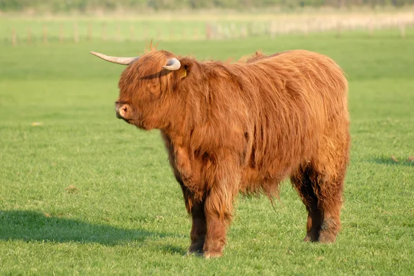 オランダの草原上のスコットランドの牛 — ストック写真