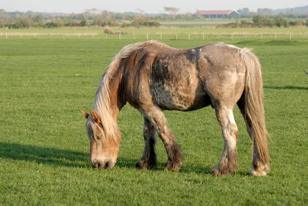 Koně na louce v Nizozemsku — Stock fotografie