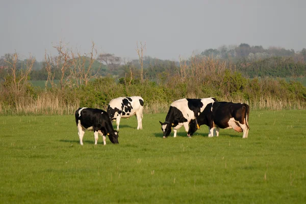 Mucche in un prato nei Paesi Bassi — Foto Stock