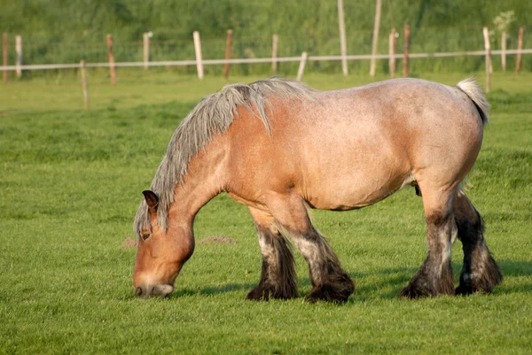Koně na louce, Nizozemsko — Stock fotografie