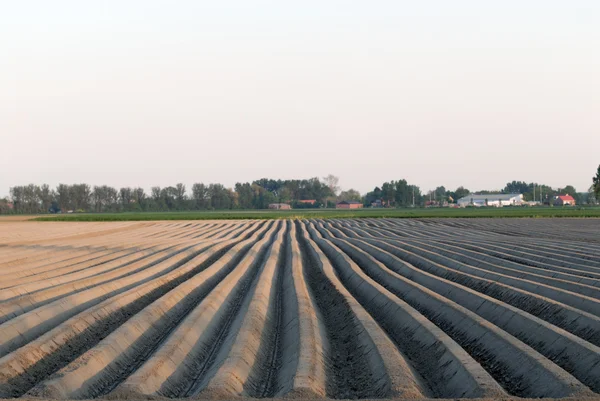 Hektar in den Niederlanden — Stockfoto
