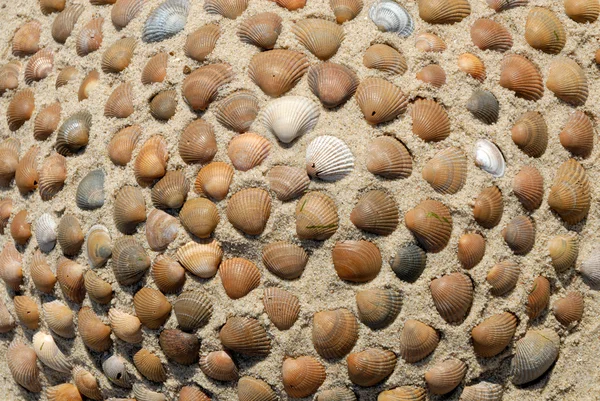 Conchas na praia — Fotografia de Stock
