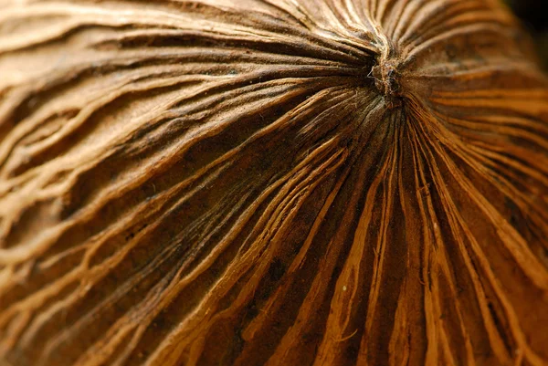 Macronúcleo de coco — Fotografia de Stock