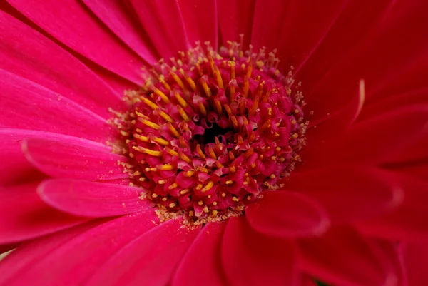 Pink gerbera macro — Stock Photo, Image