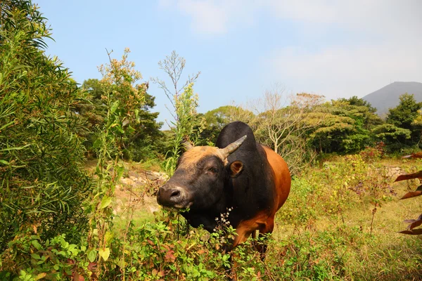 Vaca na Ilha Lantau em Hong Kong, China — Fotografia de Stock