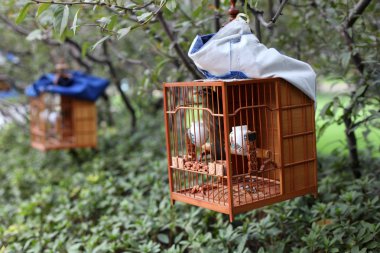 Songbird in cage. Shanghai 's Square Park, China clipart