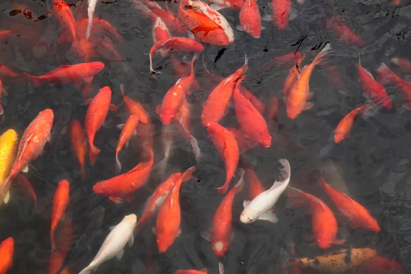 stock image Koi Pond in Shanghai, China