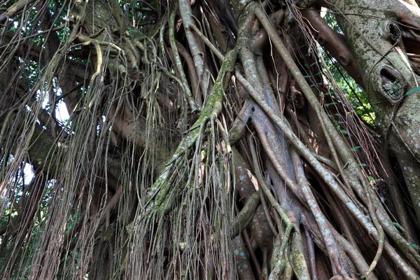 Inde arbre en caoutchouc — Photo
