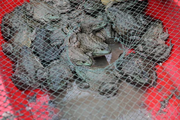 Toads untuk dijual di pasar di Shanghai, Cina — Stok Foto