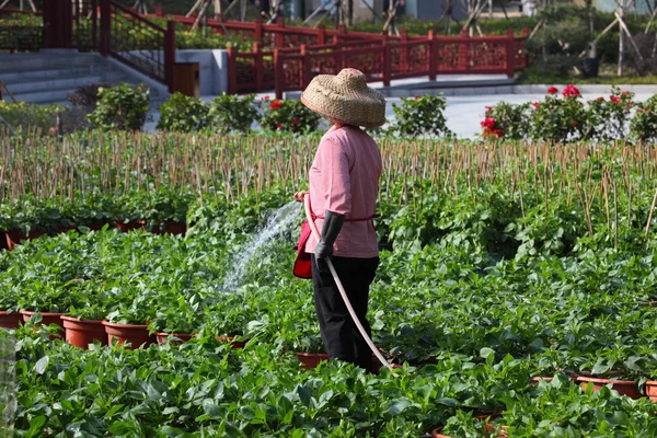 Bewässerung der Pflanzen im Garten, China — Stockfoto