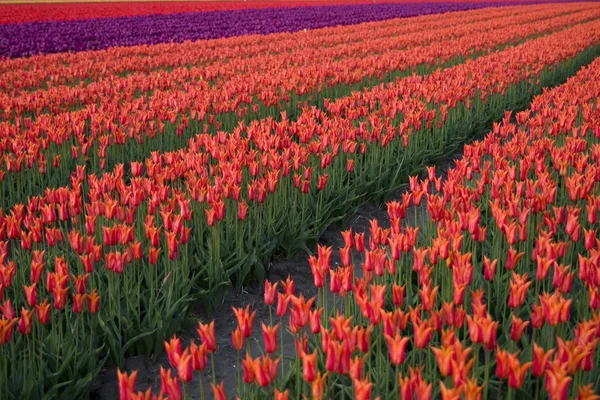 stock image Tulip field