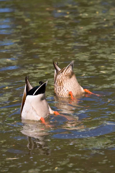 stock image Diving ducks