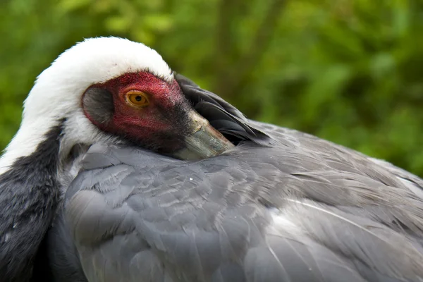 stock image Grus vipio White - Naped Crane