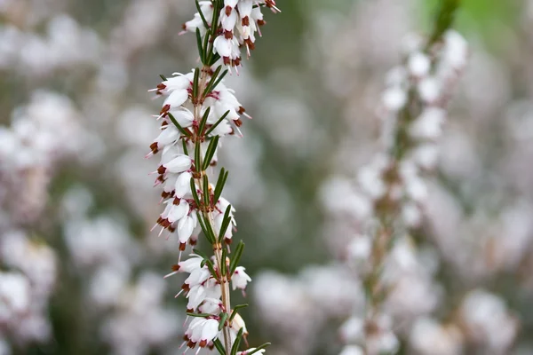 stock image White erica carnea in bloom