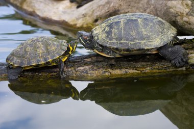 Red Eared Sliders in a water clipart