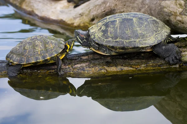 stock image Red Eared Sliders in a water