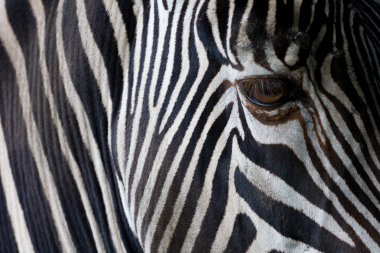 Closeup of a zebra's head clipart