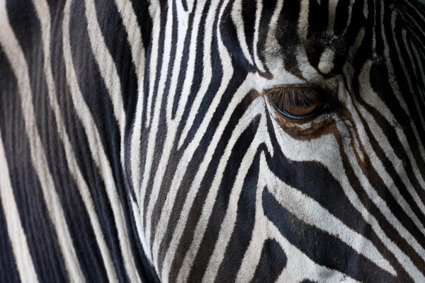Closeup of a zebra's head — Stock Photo, Image