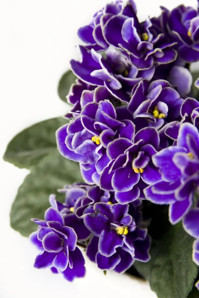 Violettes sur fond blanc — Photo