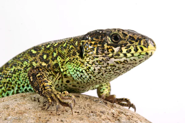 stock image Lizard