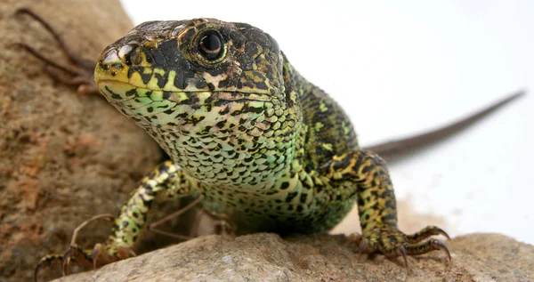 stock image Lizard