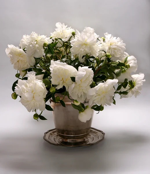 stock image Peony flowers