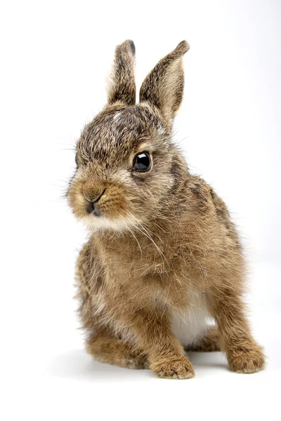 Rubbit 兔子 — 图库照片
