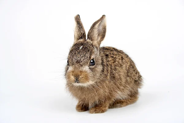 Conejo de conejo — Foto de Stock