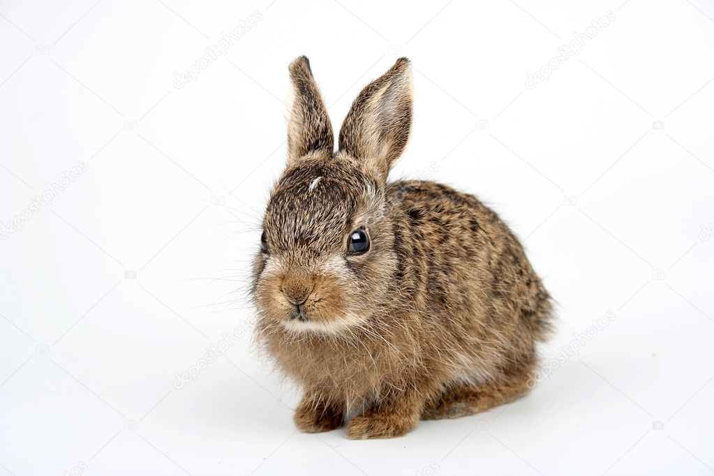 Rabbit bunny