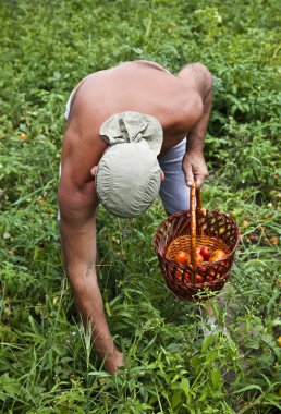 Farmer Harvesting Vegetable clipart