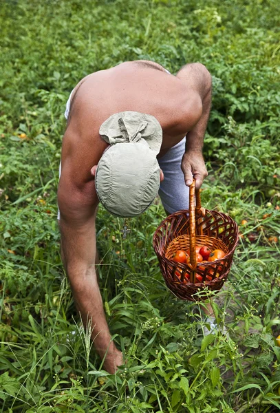 Landwirt erntet Gemüse — Stockfoto