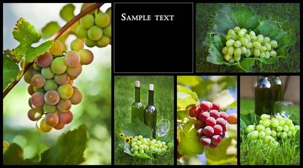 Beautiful Grapes Collage — Stock Photo, Image