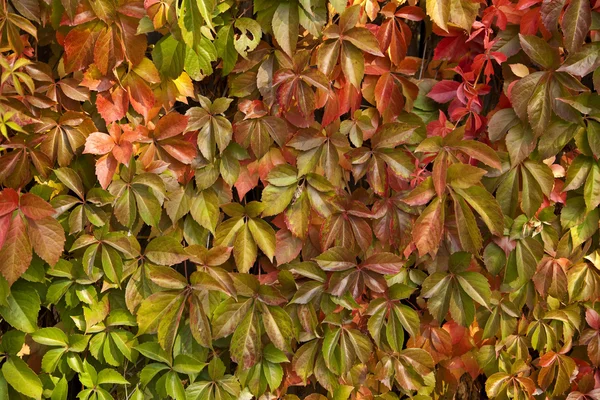 Stock image Autumn leaves background