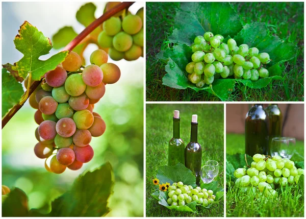 Kaunis viinirypäleet kollaasi — kuvapankkivalokuva