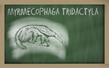 Yazı tahtası (Myrmecophaga tridactyla üzerinde karınca yiyen taslağını)