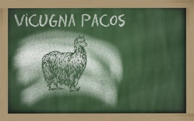 Alpaka yazı tahtası (vicugna Paços üzerinde taslağını)
