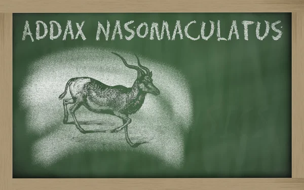 Σκίτσο της addax στο blackboard (addax nasomaculatus) — Φωτογραφία Αρχείου