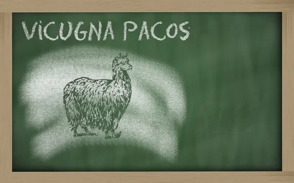 Sketch of alpaca on blackboard (vicugna pacos) — Stock Photo, Image