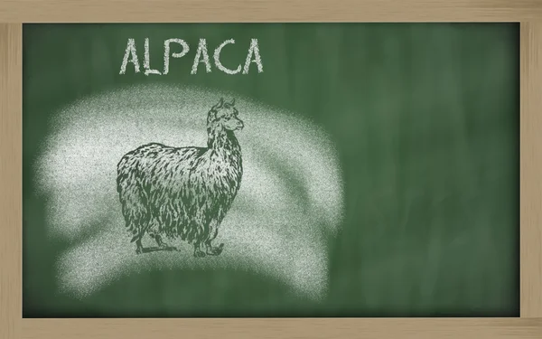 Σκίτσο του αλπακά στο blackboard (Πάκος vicugna) — Φωτογραφία Αρχείου
