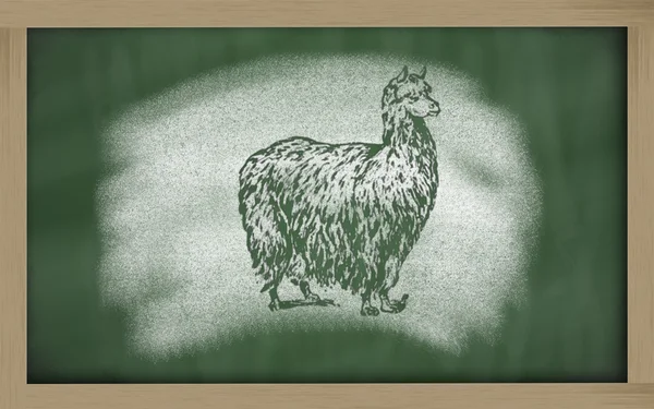Schets van alpaca op blackboard (vicugna pacos) — Stockfoto