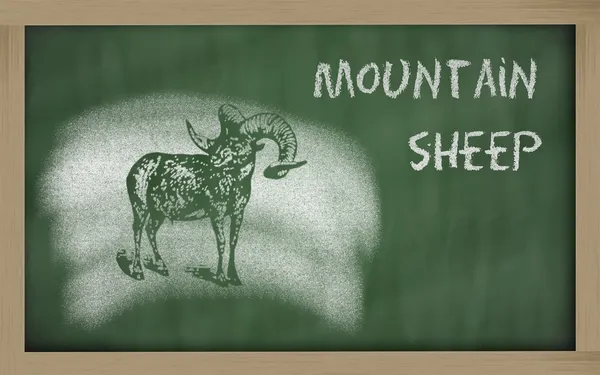 Szkic owca dzika na Tablica (Ovis ammon) — Zdjęcie stockowe