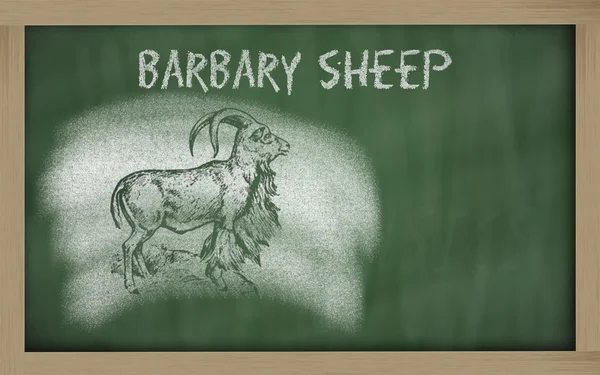 Esboço de ovelhas bárbaras em quadro-negro (Ammotragus lervia ) — Fotografia de Stock