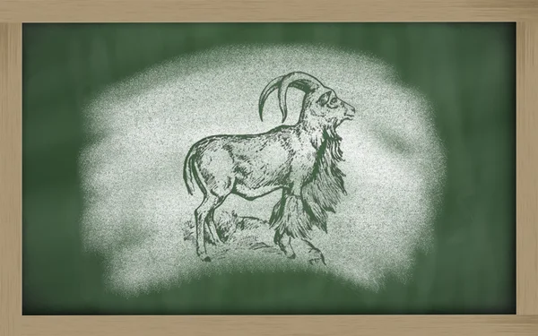 巴巴里羊黑板 (鬣羊上草绘) — 图库照片