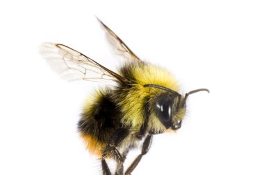 Bumblebee in close up clipart