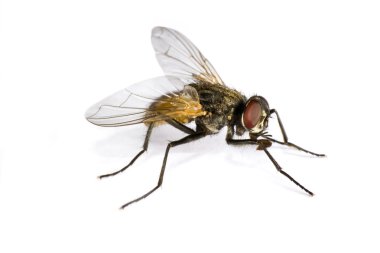 Horse fly in close up clipart