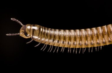 Millipede on black background clipart