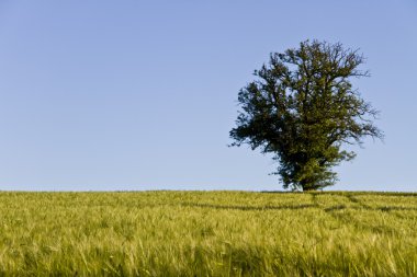 ağaç, mavi gökyüzünün ve grainfield