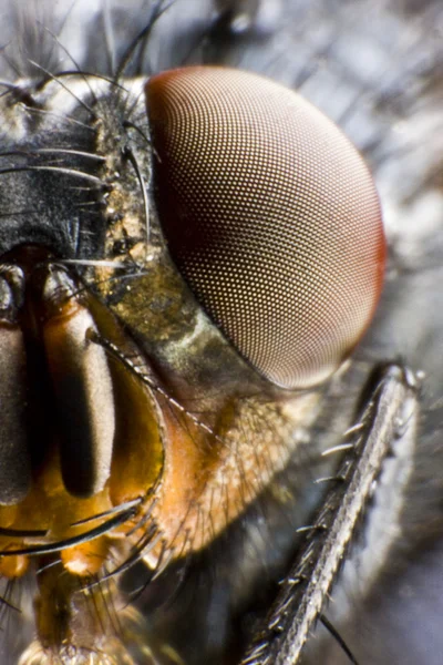 Половина портрета мухи — стоковое фото