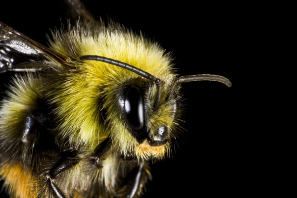 Bumblebee en primer plano — Foto de Stock