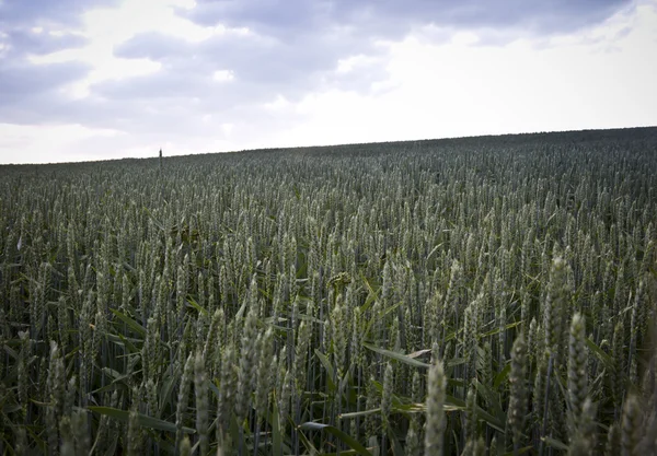Поле зернових — стокове фото